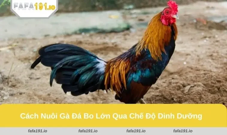 Cách Nuôi Gà Đá Bo Lớn - Phát Triển Nhanh, Sung Và Khỏe Mạnh 1 Khẩu phần mồi tươi giàu dinh dưỡng cho gà