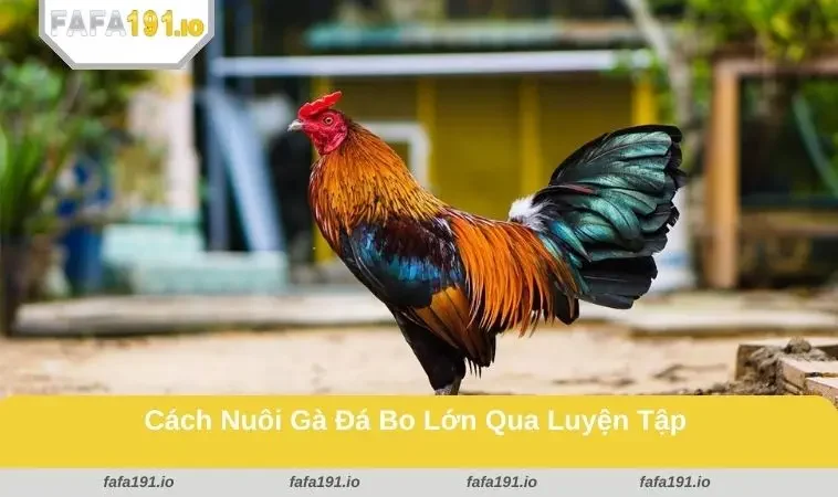 Cách Nuôi Gà Đá Bo Lớn - Phát Triển Nhanh, Sung Và Khỏe Mạnh 2 Bài tập chạy bộ rèn sức bền và độ dẻo dai cho chiến kê