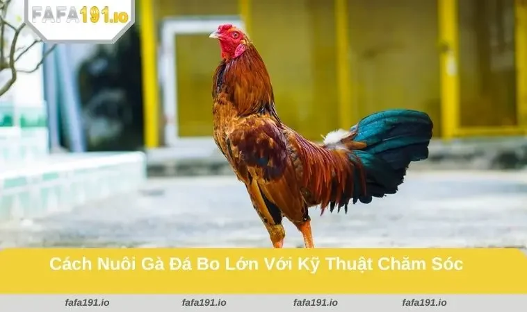 Cách Nuôi Gà Đá Bo Lớn - Phát Triển Nhanh, Sung Và Khỏe Mạnh 3 Quần sương và vần đòn đều đặn giúp gà tăng bo