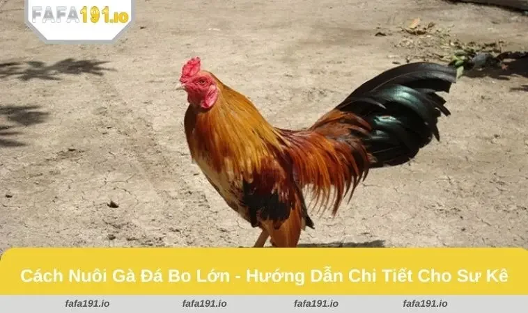 cách nuôi gà đá bo lớn