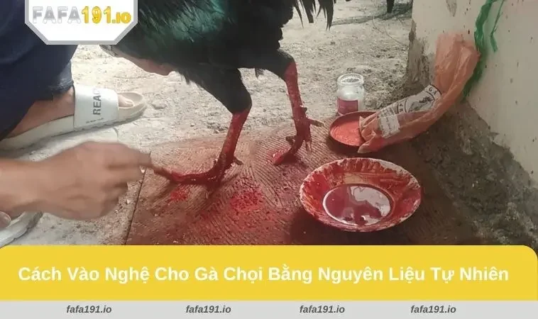 Cách Vào Nghệ Cho Gà Chọi - Áp Dụng Đúng Kỹ Thuật Và An Toàn 1 Thoa nghệ đúng kỹ thuật giúp da gà đỏ đẹp và săn chắc
