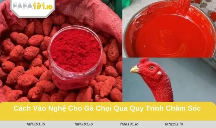 Cách Vào Nghệ Cho Gà Chọi - Áp Dụng Đúng Kỹ Thuật Và An Toàn 2 Tắm bằng nước chè xanh giúp gà loại bỏ nghệ thừa hiệu quả
