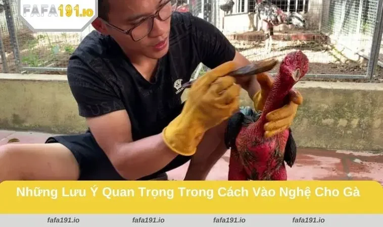 Cách Vào Nghệ Cho Gà Chọi - Áp Dụng Đúng Kỹ Thuật Và An Toàn 3 Vào nghệ và những lưu ý phổ biến cần tránh